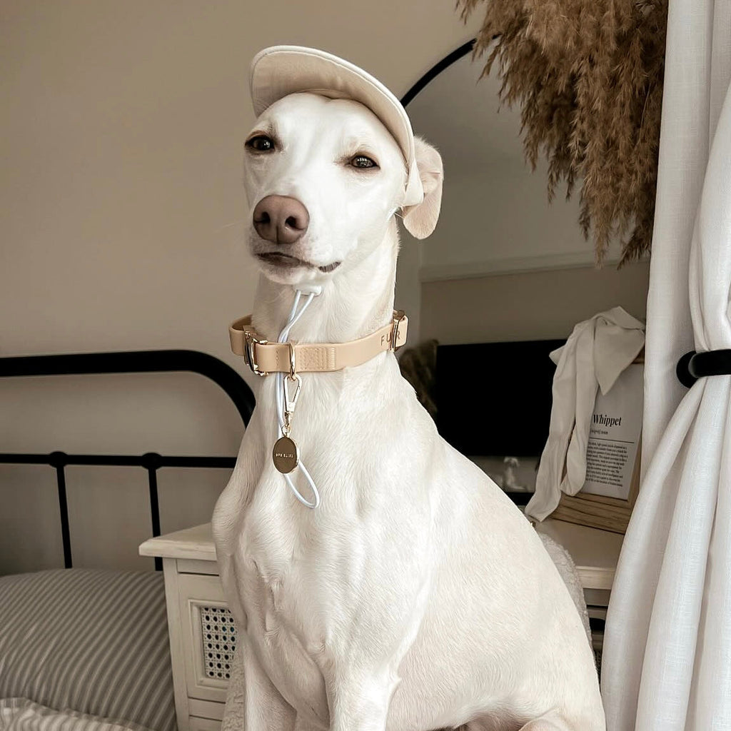 {{product_title}} - Cookies Wagging Friends Boutique