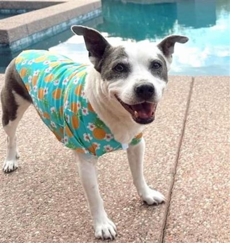 {{product_title}} - Cookies Wagging Friends Boutique