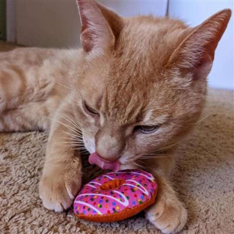{{product_title}} - Cookies Wagging Friends Boutique