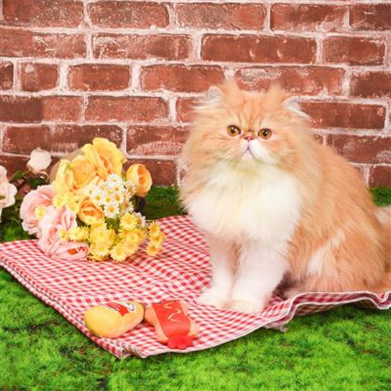 {{product_title}} - Cookies Wagging Friends Boutique
