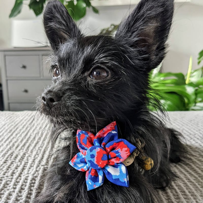 {{product_title}} - Cookies Wagging Friends Boutique