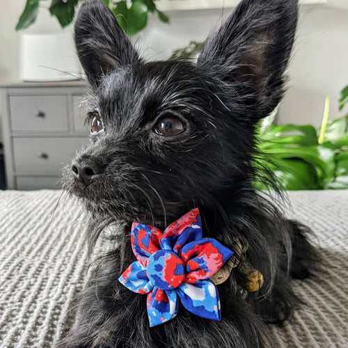 {{product_title}} - Cookies Wagging Friends Boutique