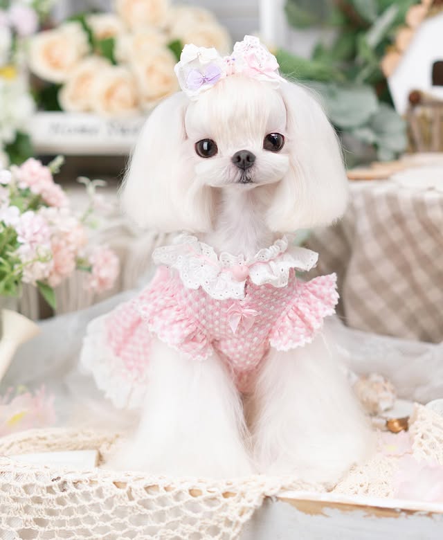 {{product_title}} - Cookies Wagging Friends Boutique