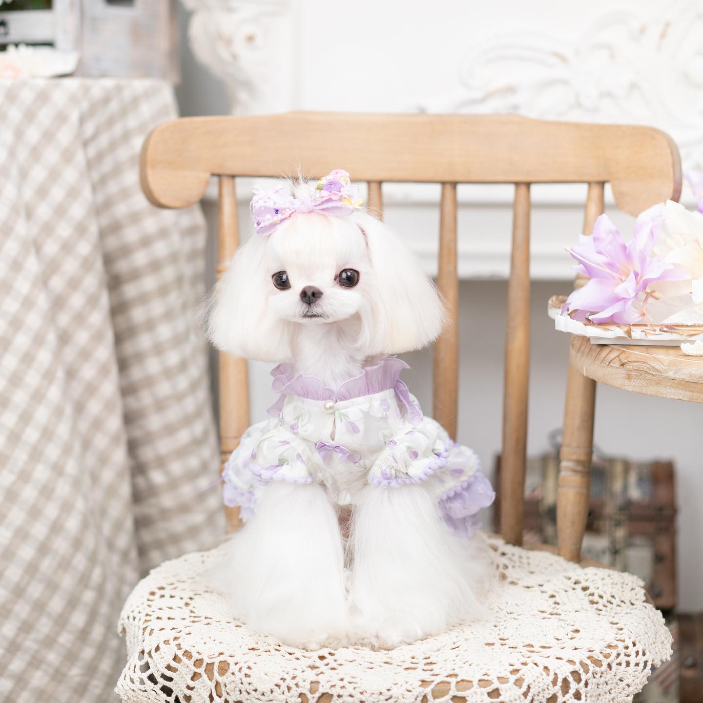 {{product_title}} - Cookies Wagging Friends Boutique