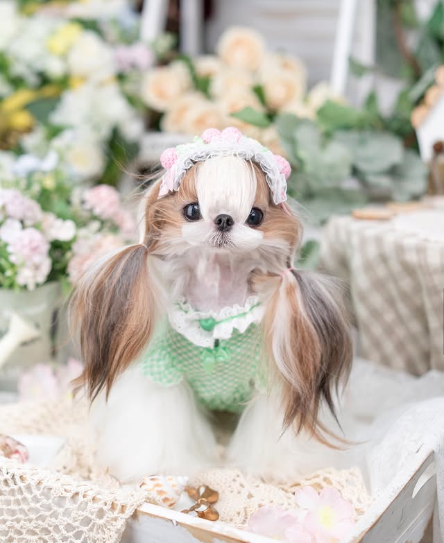 {{product_title}} - Cookies Wagging Friends Boutique