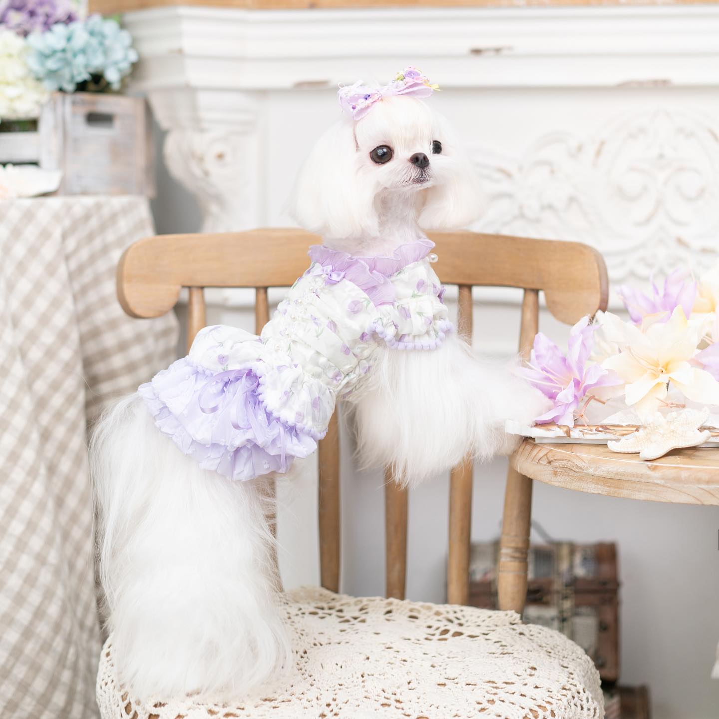 {{product_title}} - Cookies Wagging Friends Boutique