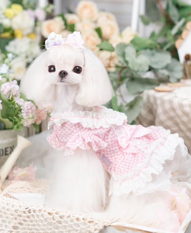 {{product_title}} - Cookies Wagging Friends Boutique
