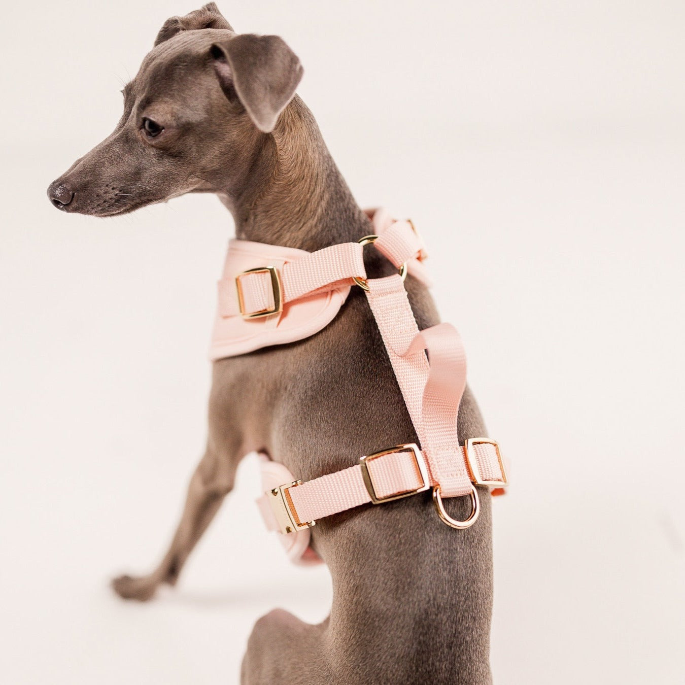 {{product_title}} - Cookies Wagging Friends Boutique