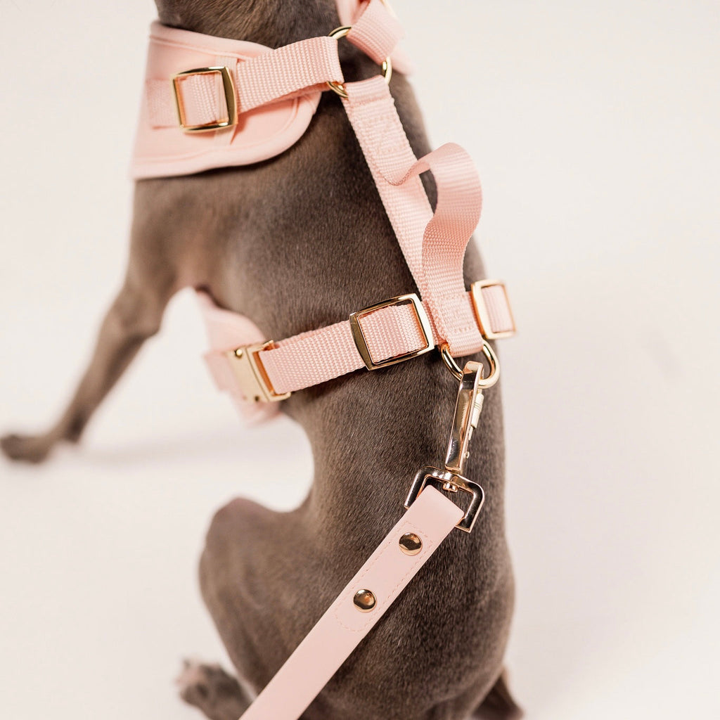 {{product_title}} - Cookies Wagging Friends Boutique