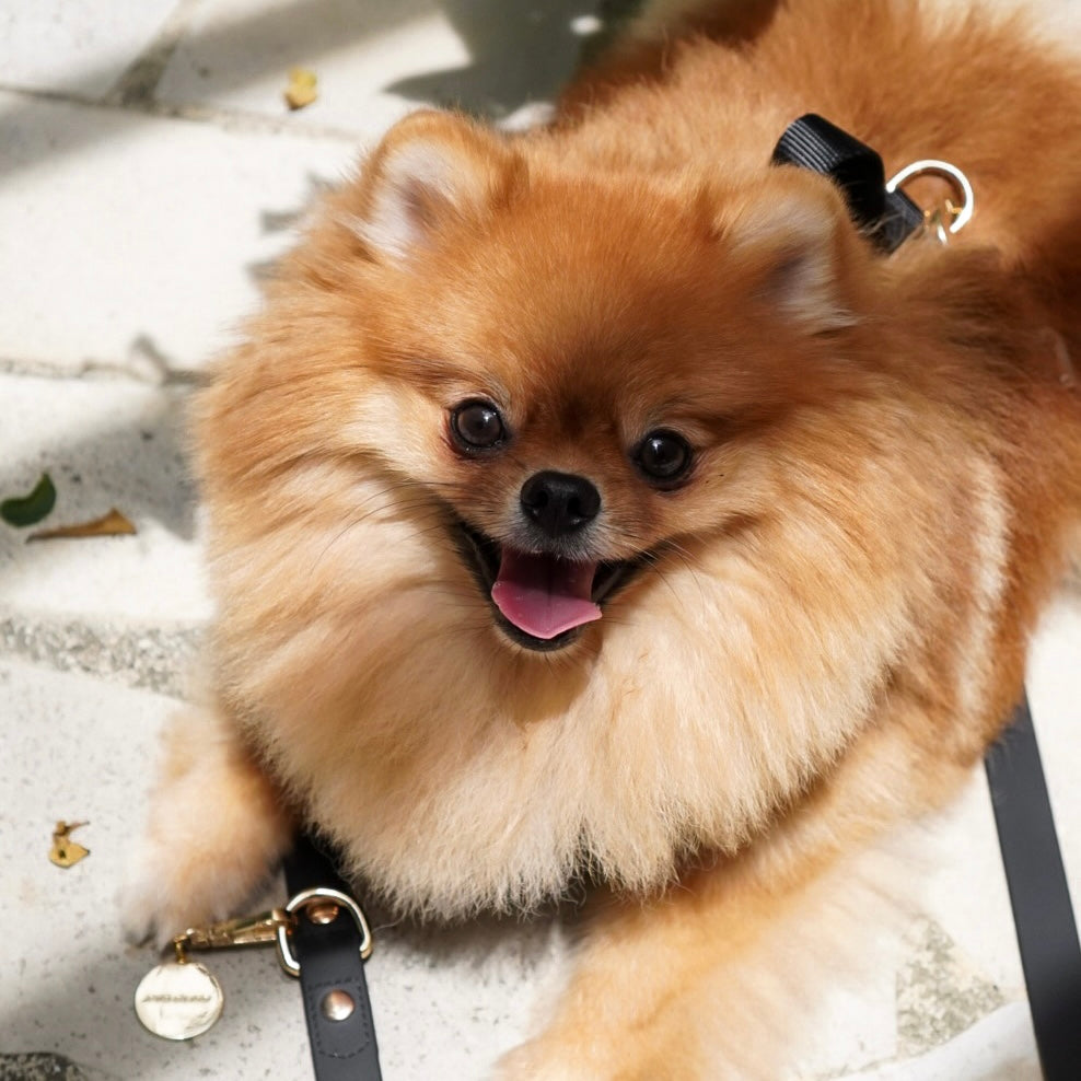 {{product_title}} - Cookies Wagging Friends Boutique