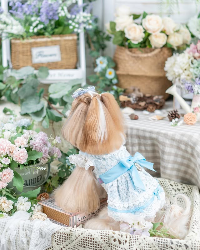 {{product_title}} - Cookies Wagging Friends Boutique