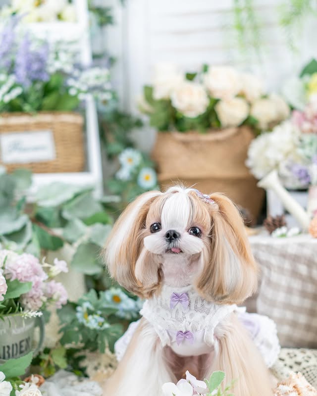 {{product_title}} - Cookies Wagging Friends Boutique