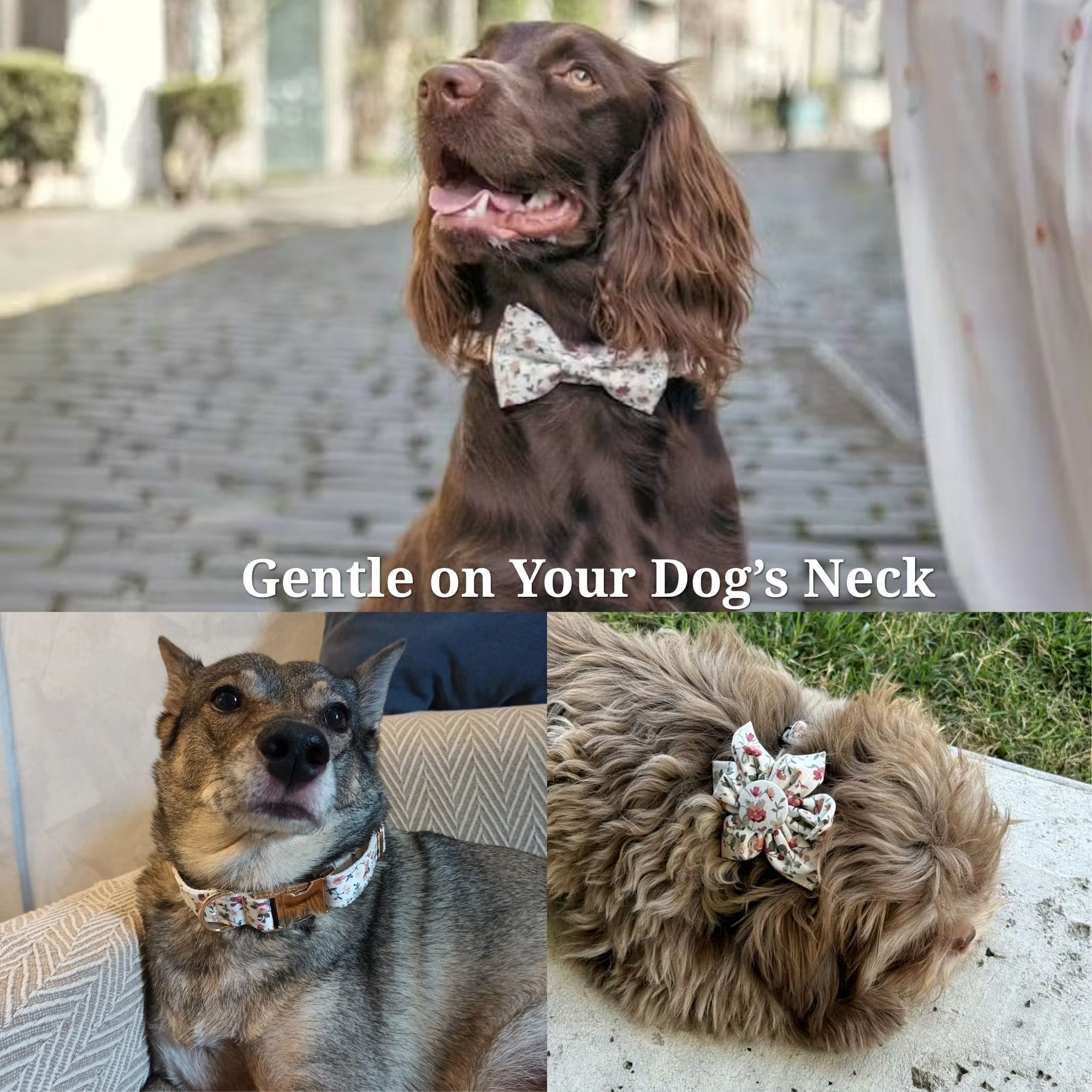 {{product_title}} - Cookies Wagging Friends Boutique