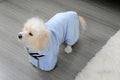 {{product_title}} - Cookies Wagging Friends Boutique
