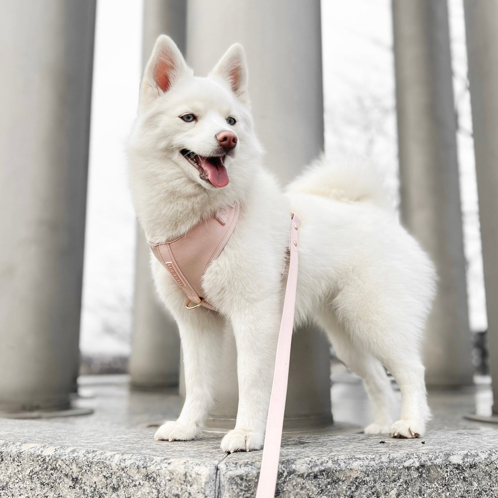 {{product_title}} - Cookies Wagging Friends Boutique