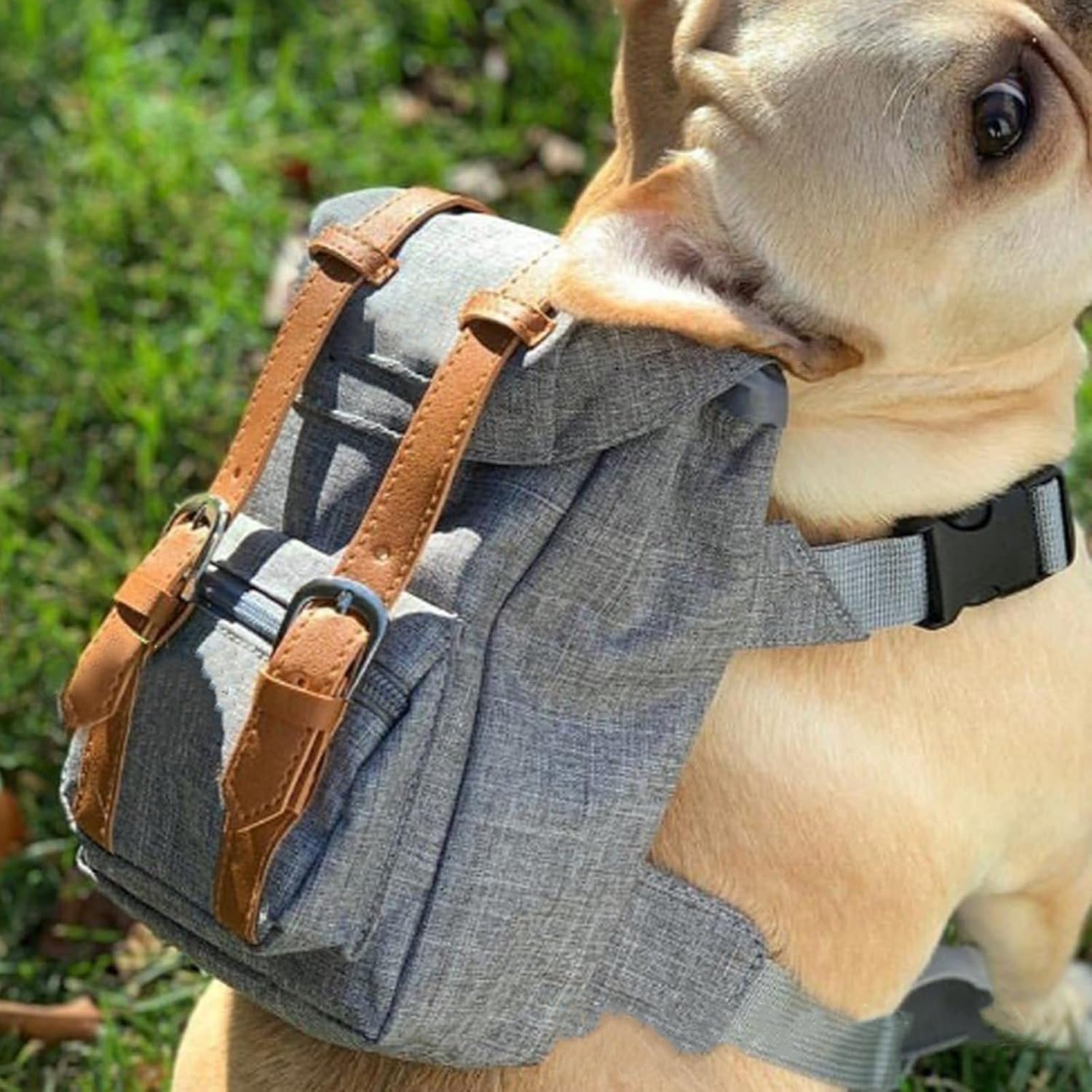 {{product_title}} - Cookies Wagging Friends Boutique