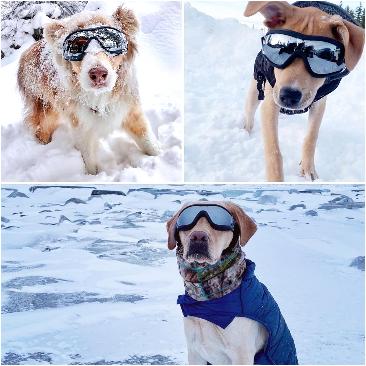 {{product_title}} - Cookies Wagging Friends Boutique