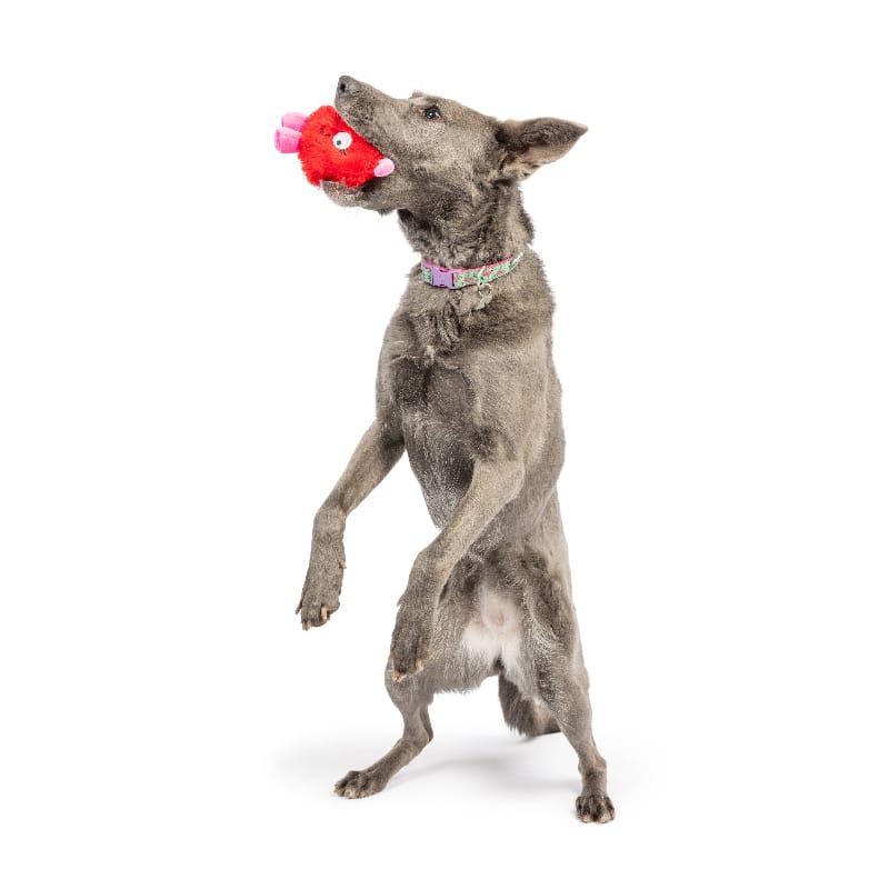 {{product_title}} - Cookies Wagging Friends Boutique