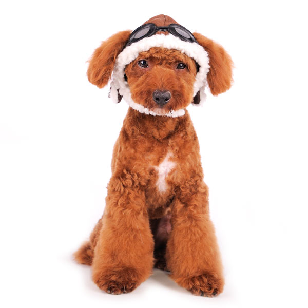 {{product_title}} - Cookies Wagging Friends Boutique