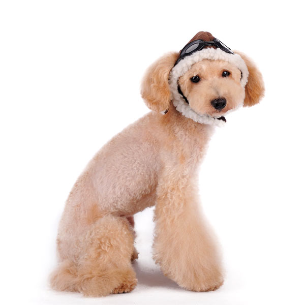 {{product_title}} - Cookies Wagging Friends Boutique