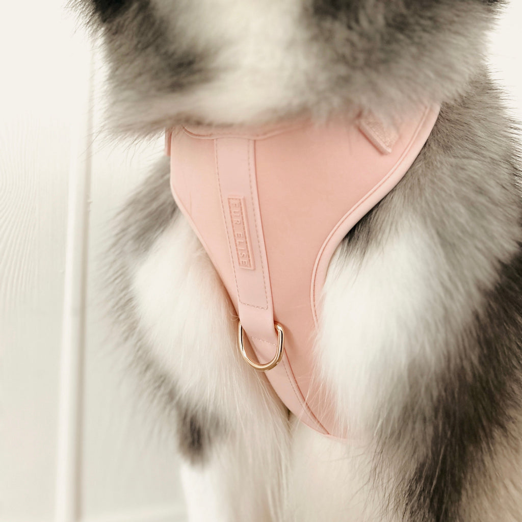 {{product_title}} - Cookies Wagging Friends Boutique