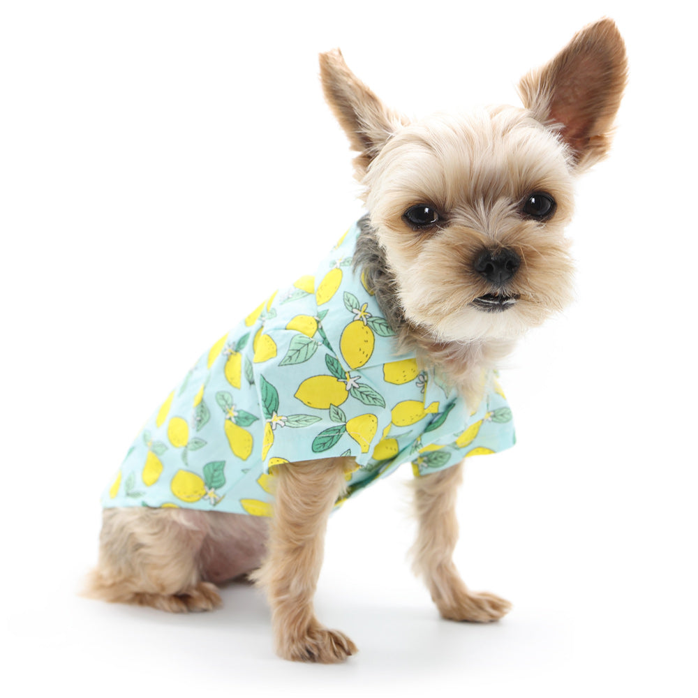 {{product_title}} - Cookies Wagging Friends Boutique
