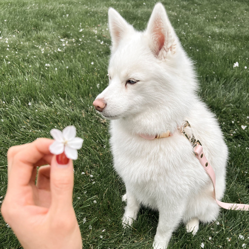 {{product_title}} - Cookies Wagging Friends Boutique