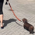 {{product_title}} - Cookies Wagging Friends Boutique