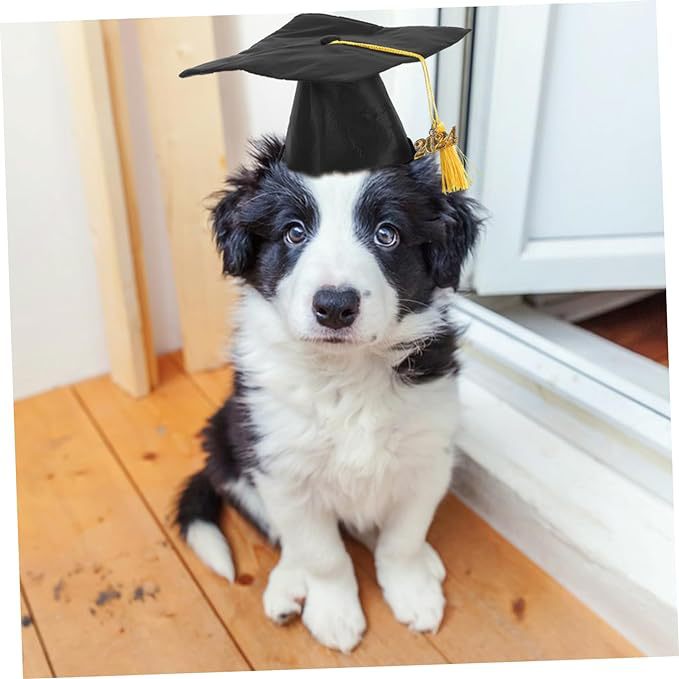 Dog hat graduation cap