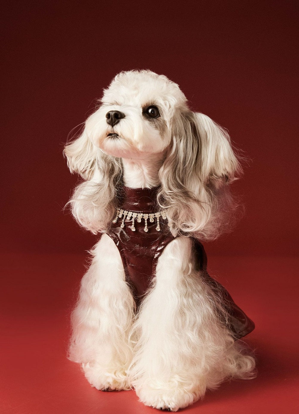 {{product_title}} - Cookies Wagging Friends Boutique