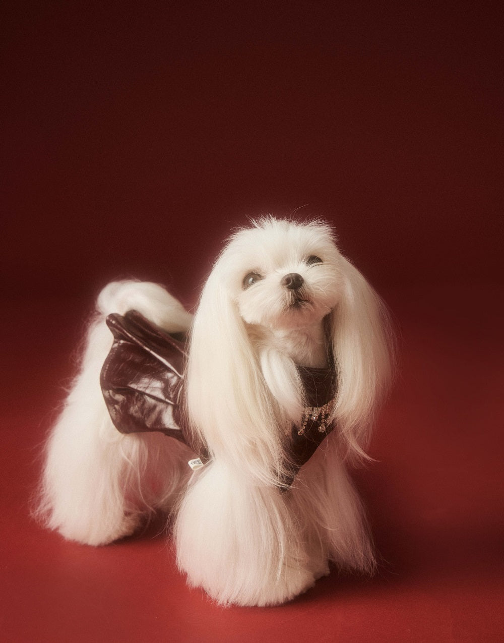 {{product_title}} - Cookies Wagging Friends Boutique