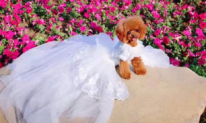 {{product_title}} - Cookies Wagging Friends Boutique
