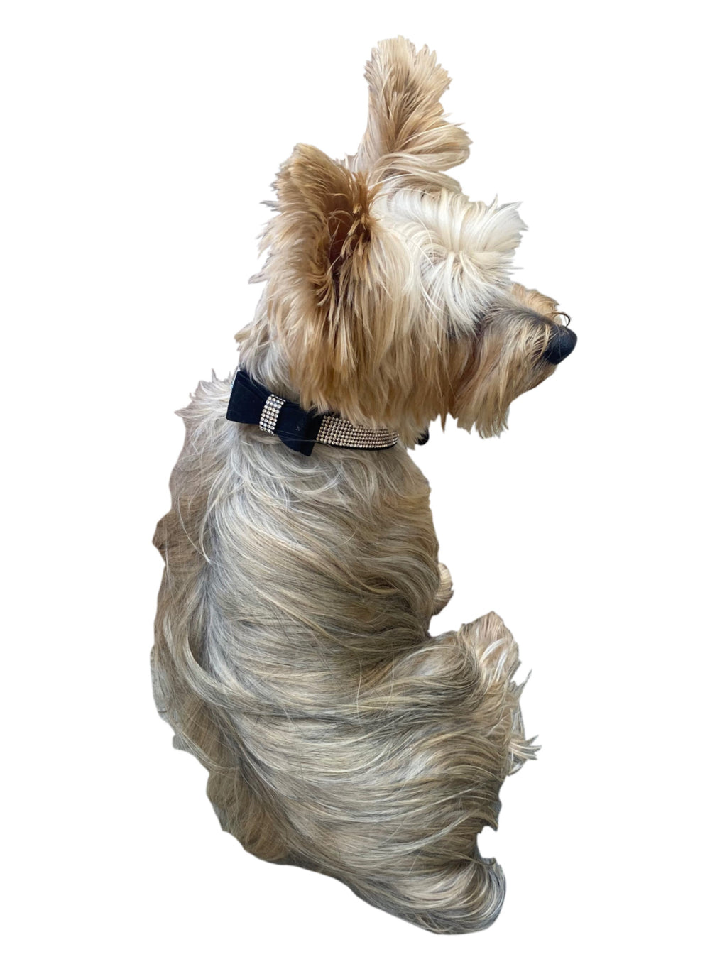 {{product_title}} - Cookies Wagging Friends Boutique