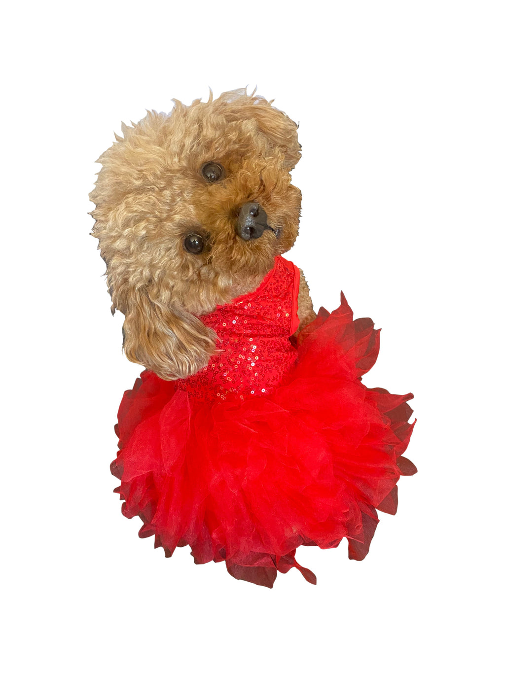 {{product_title}} - Cookies Wagging Friends Boutique
