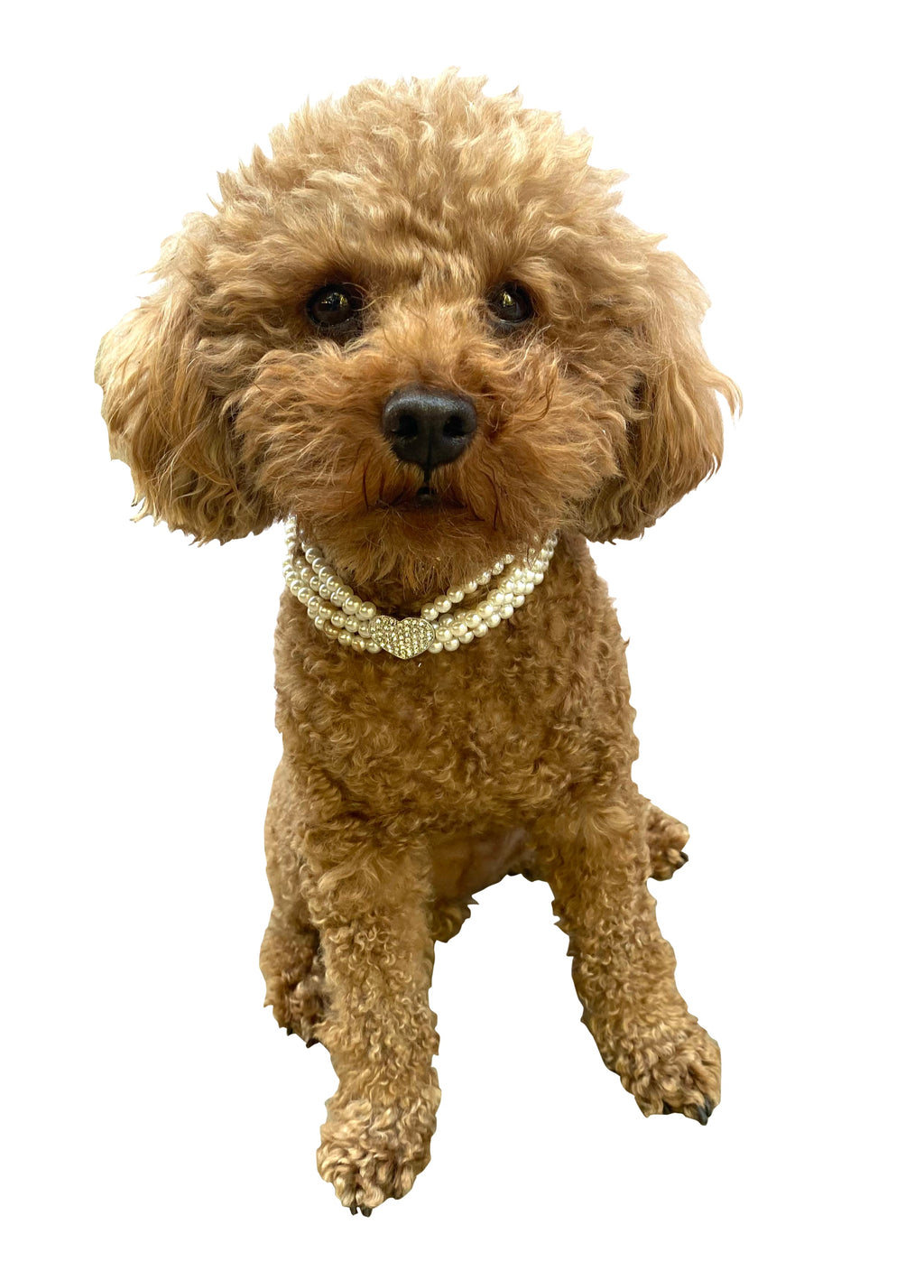 {{product_title}} - Cookies Wagging Friends Boutique
