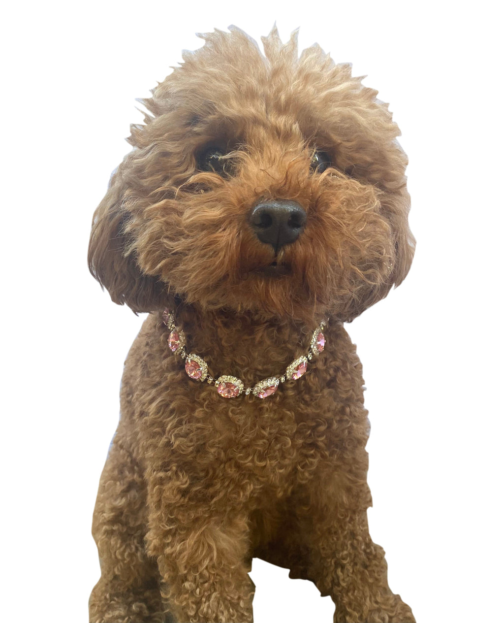 {{product_title}} - Cookies Wagging Friends Boutique