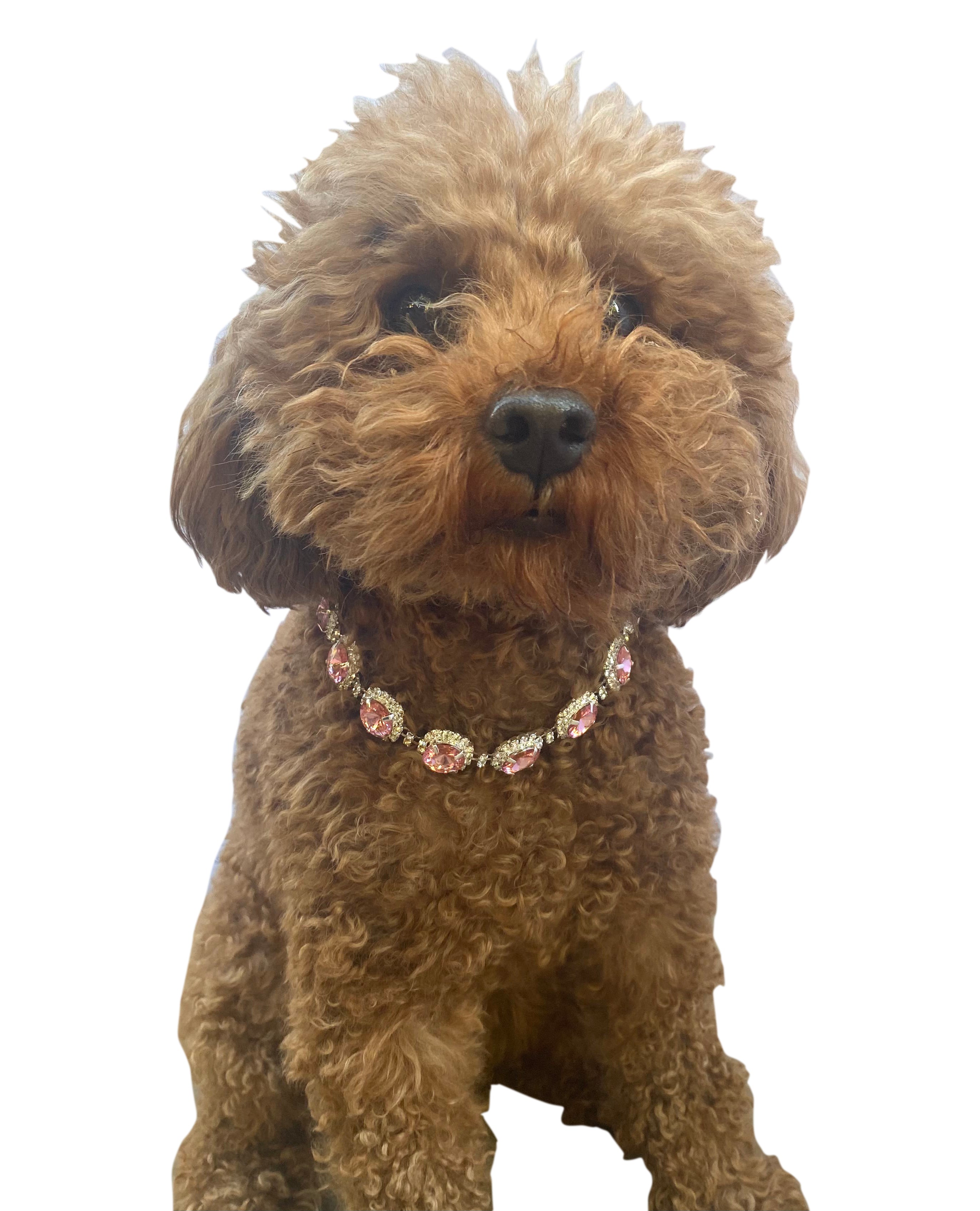 {{product_title}} - Cookies Wagging Friends Boutique