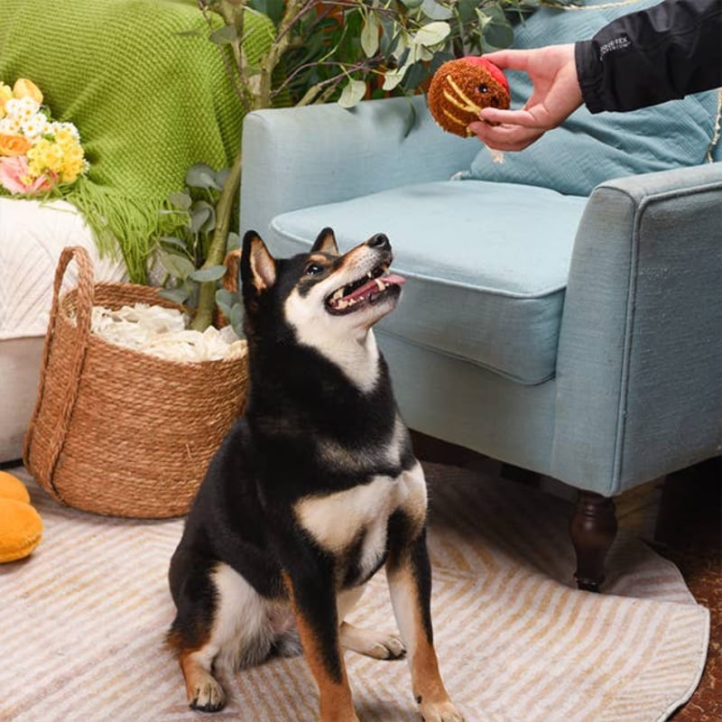 {{product_title}} - Cookies Wagging Friends Boutique