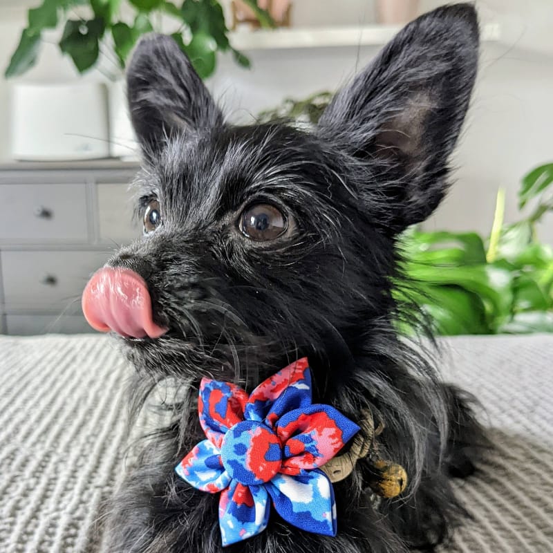 {{product_title}} - Cookies Wagging Friends Boutique