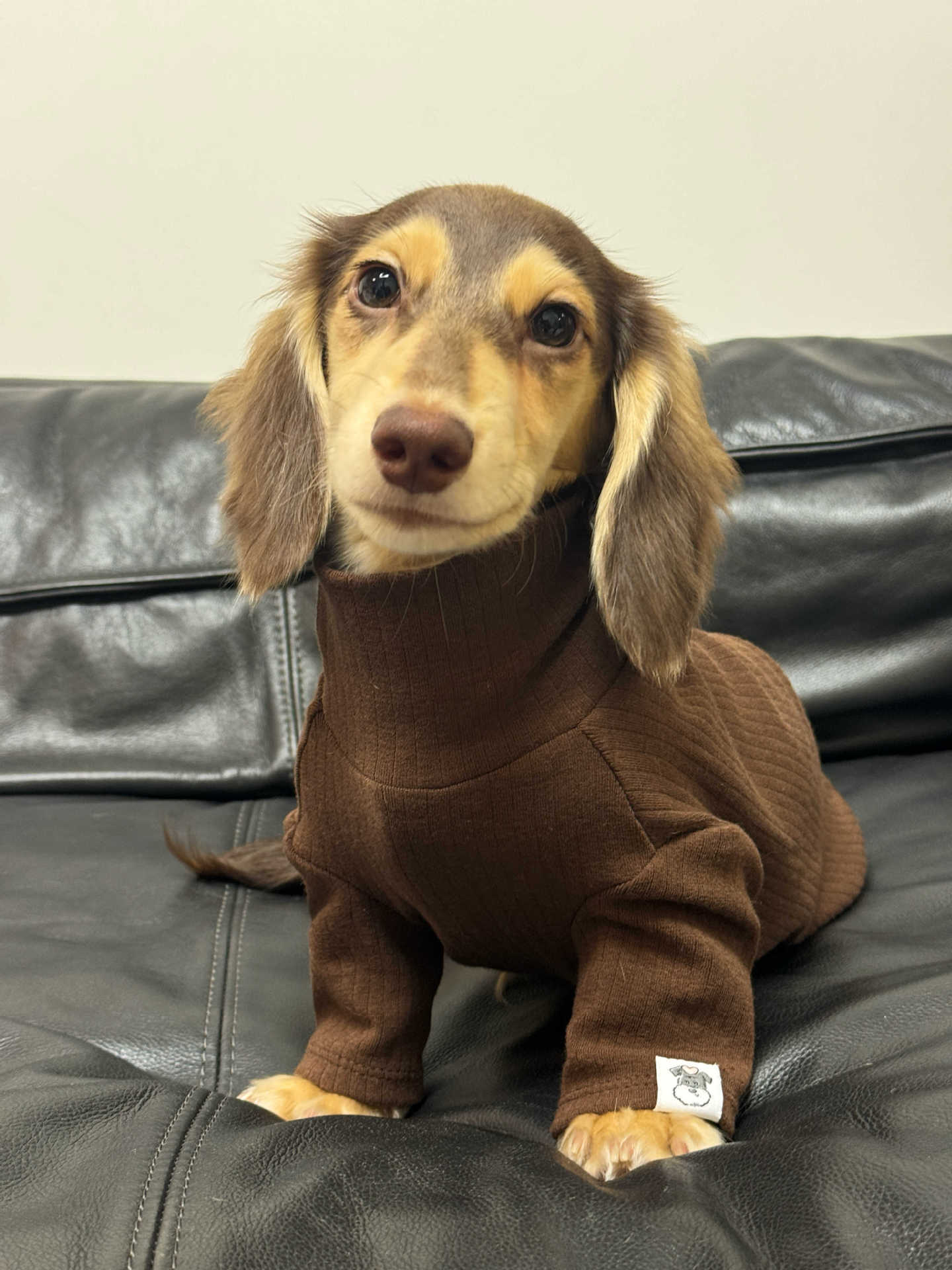 {{product_title}} - Cookies Wagging Friends Boutique
