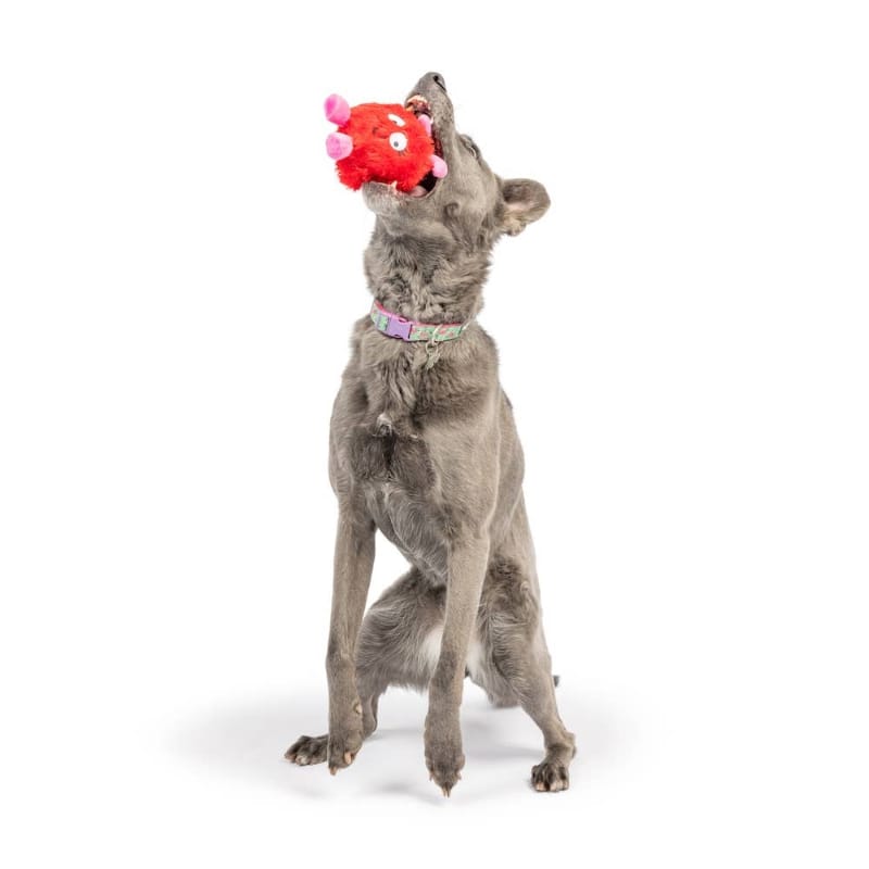 {{product_title}} - Cookies Wagging Friends Boutique