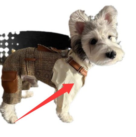 Dog in white suspender overalls with tan strap at the waist area