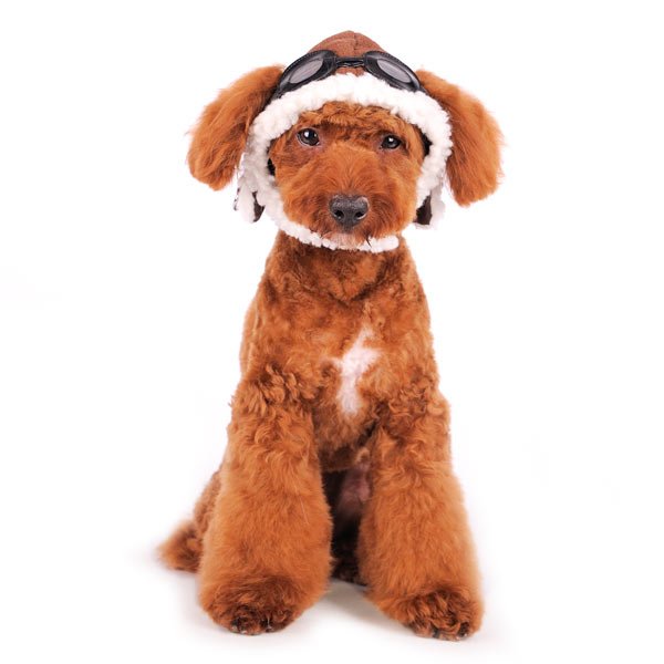 Brown aviator-style dog hat with white fur trim and black goggle headband