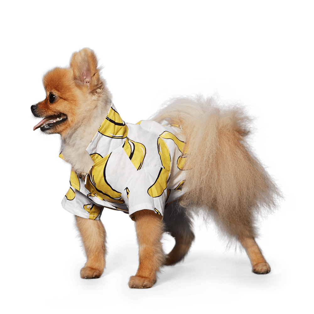 Dog banana-print shirt, white with yellow banana shapes and short sleeves