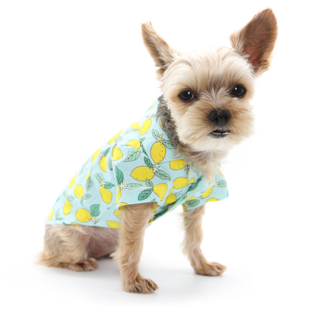 Light blue pet shirt with yellow lemon print, worn front view