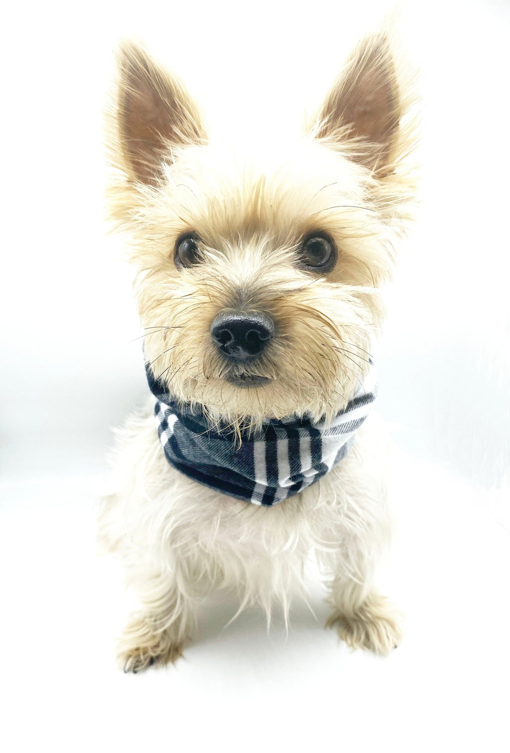 'Bobby' Reversible Pet Snood Fursace Luxury Dog Plush Toy - Pet XS/S Red Squeaky | Cookies Wagging Friends Boutique Cookies Wagging Friends Boutique