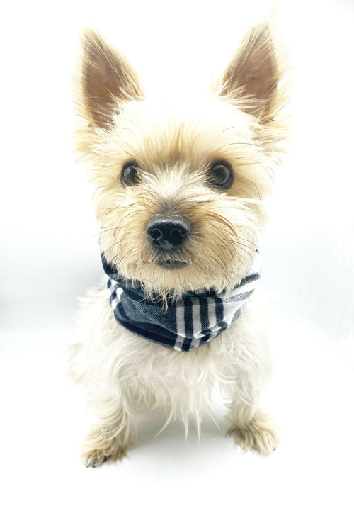 'Bobby' Reversible Pet Snood Fursace Luxury Dog Plush Toy - Pet XS/S Red Squeaky | Cookies Wagging Friends Boutique Cookies Wagging Friends Boutique