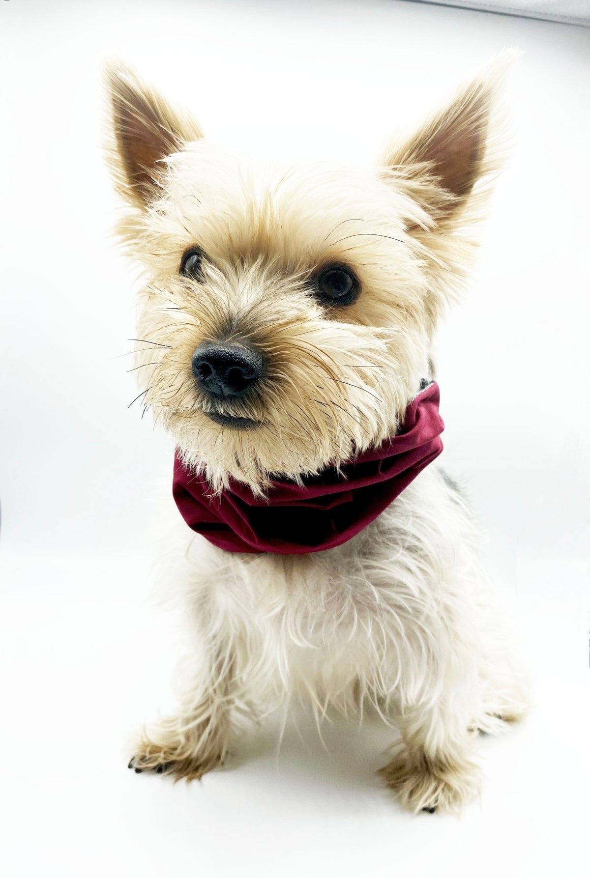 'Bobby' Reversible Pet Snood Fursace Luxury Dog Plush Toy - Pet XS/S Red Squeaky | Cookies Wagging Friends Boutique Cookies Wagging Friends Boutique
