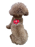 Red pleather bow tie dog harness with buckle and round D-ring, on small dog