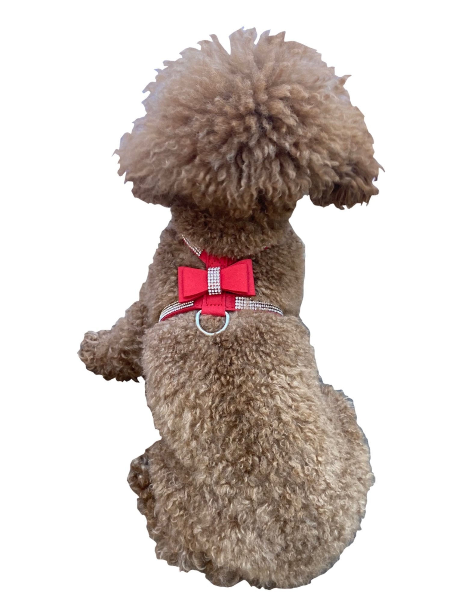Red pleather bow tie dog harness with buckle and round D-ring, on small dog
